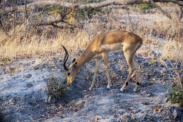 Okavango Deltası'nda kuraklık tehlikesi