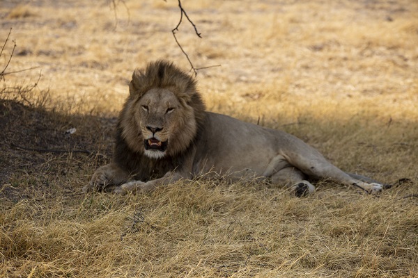 Foto - Okavango Deltası'nda kuraklık tehlikesi