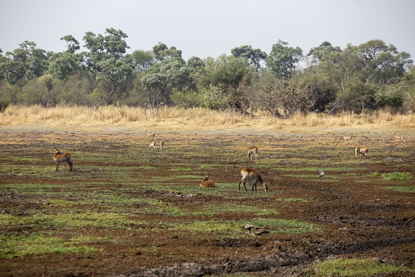 Foto - Okavango Deltası'nda kuraklık tehlikesi