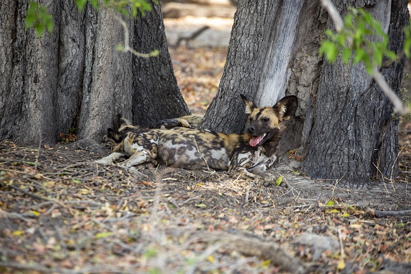 Foto - Okavango Deltası'nda kuraklık tehlikesi