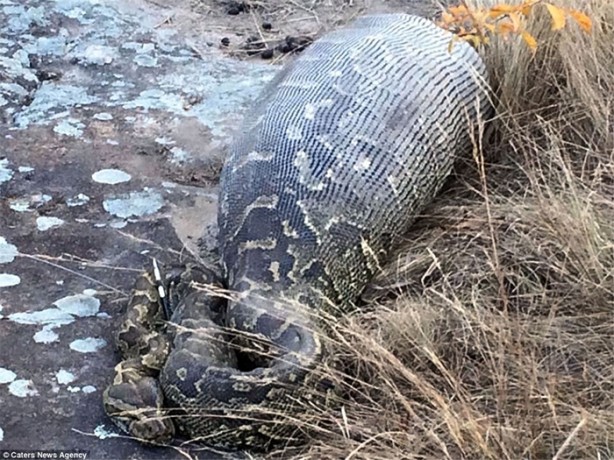 Foto - Oklu kirpiyi yutmaya çalışan yılana bakın ne oldu!