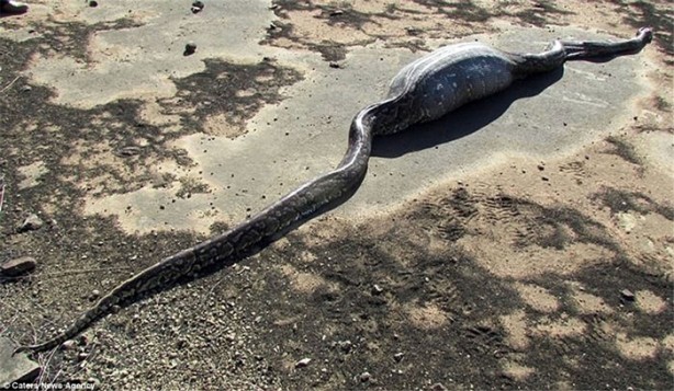 Foto - Oklu kirpiyi yutmaya çalışan yılana bakın ne oldu!