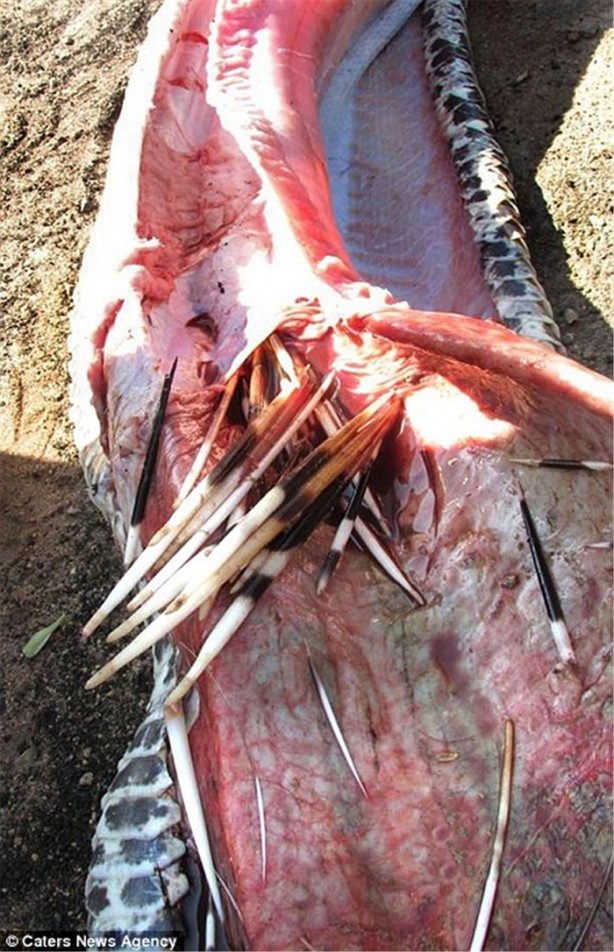 Foto - Oklu kirpiyi yutmaya çalışan yılana bakın ne oldu!