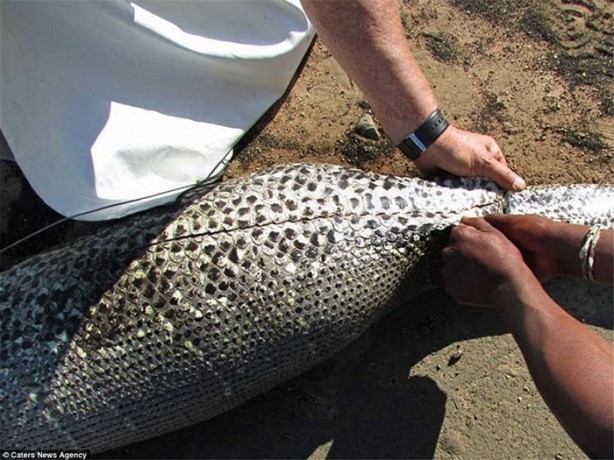 Foto - Oklu kirpiyi yutmaya çalışan yılana bakın ne oldu!
