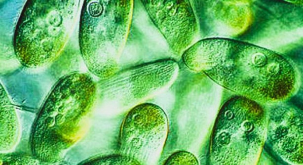 Foto - Oksijene ihtiyaç duymadan hayatta kalabilen canlı keşfedildi