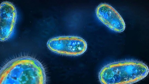 Foto - Oksijene ihtiyaç duymadan hayatta kalabilen canlı keşfedildi