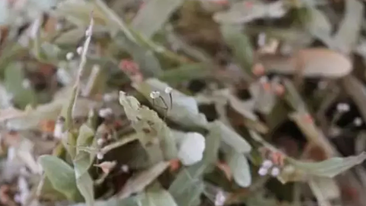 Foto - Öksürük, balgam ve hırıltının kökünü kazıyor!