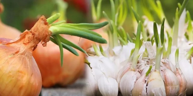 Foto - Öksürük kesen nefes açan çay tarifi! Öksürüğü bıçak gibi kesiyor 