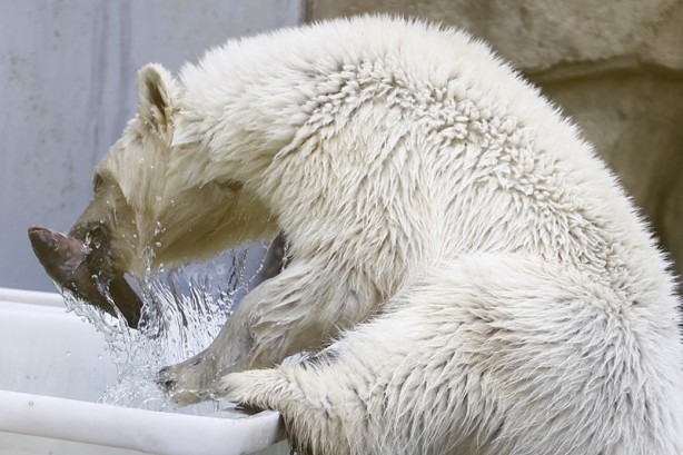 Foto - Öksüz kalan kutup ayısı kurtarıldı