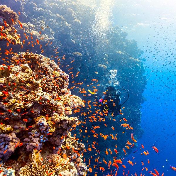 Foto - Okyanuslardan endişelendiren veriler! Böyle olursa dünyada hiçbiri kalmayacak