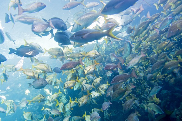 Foto - Okyanuslardan endişelendiren veriler! Böyle olursa dünyada hiçbiri kalmayacak