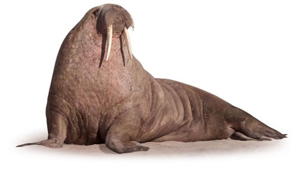 Foto - Okyanusun büyük canlıları kaç metre?