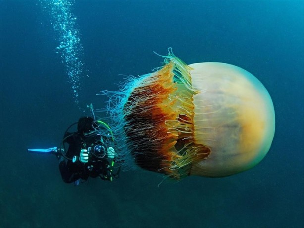 Foto - Okyanusun büyük canlıları kaç metre?