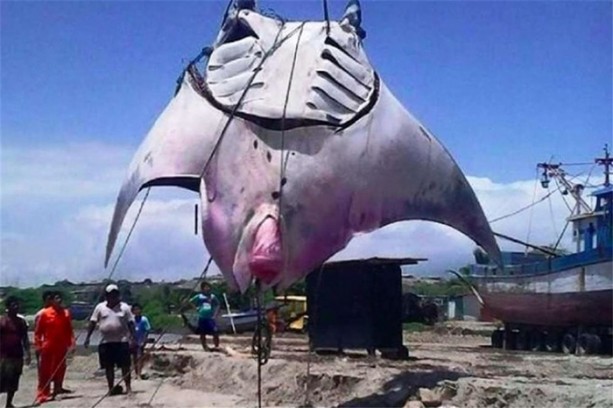 Foto - Okyanusun büyük canlıları kaç metre?