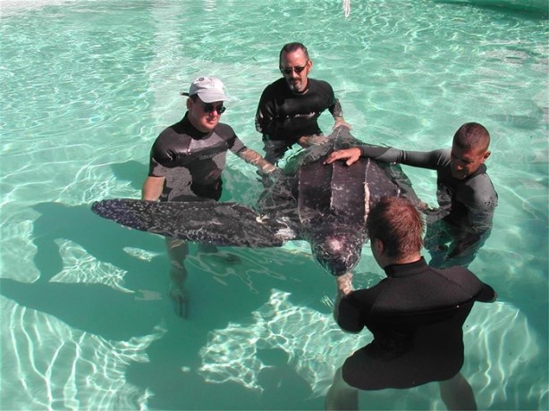 Foto - Okyanusun büyük canlıları kaç metre?