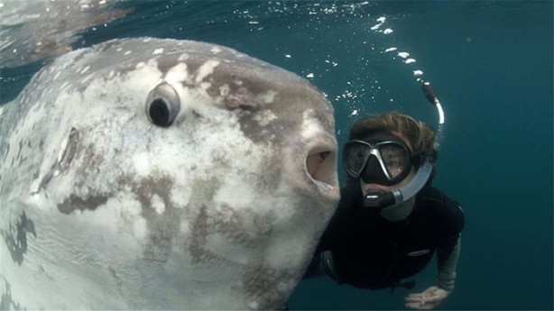 Foto - Okyanusun büyük canlıları kaç metre?