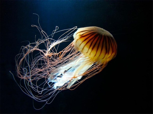 Okyanusun büyük canlıları kaç metre?