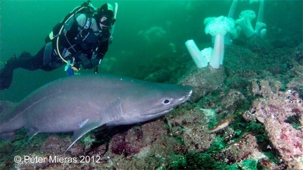 Foto - Okyanusun büyük canlıları kaç metre?