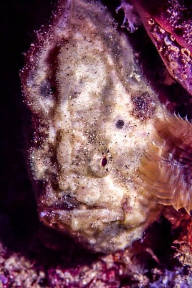 Foto - Okyanusun en korkutucu balıkları