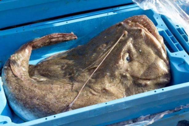 Foto - Okyanusun en korkutucu balıkları