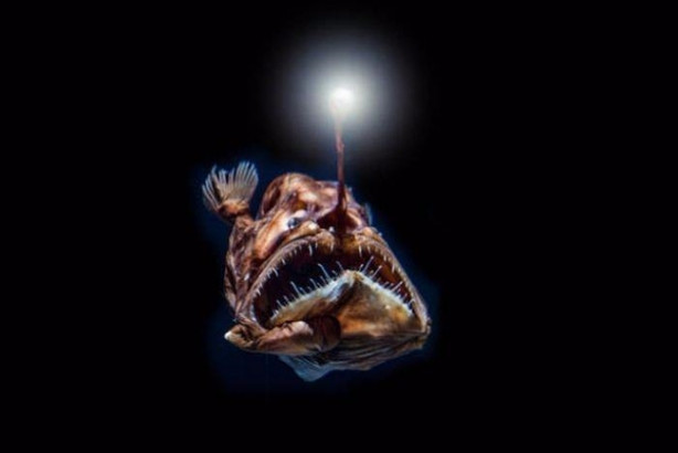 Foto - Okyanusun en korkutucu balıkları