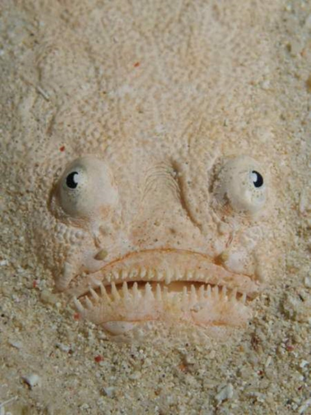 Foto - Okyanusun en korkutucu balıkları