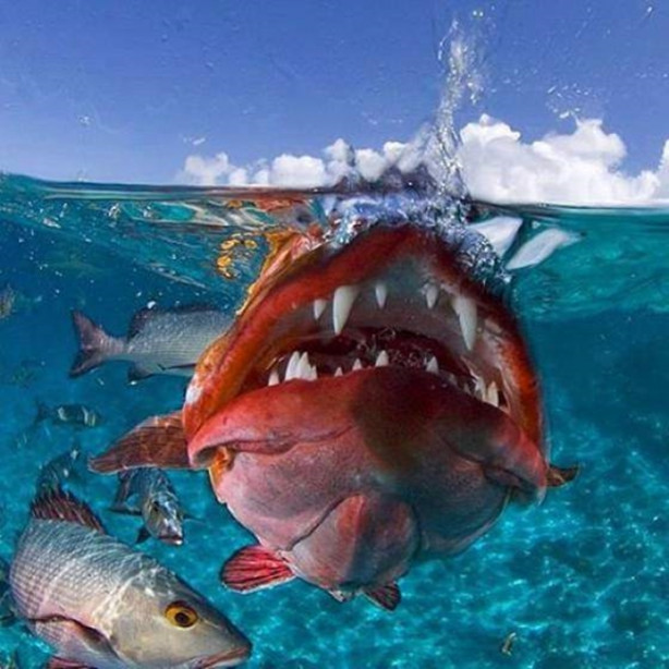 Foto - Okyanusun en korkutucu balıkları