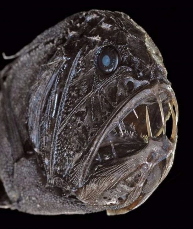 Foto - Okyanusun en korkutucu balıkları