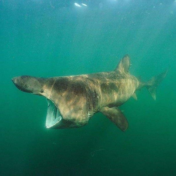 Foto - Okyanusun en korkutucu balıkları