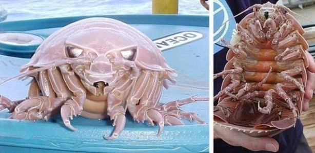 Foto - Okyanusun en korkutucu balıkları