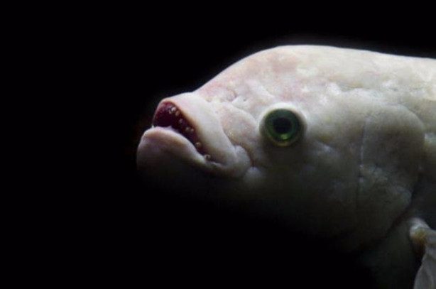 Foto - Okyanusun en korkutucu balıkları