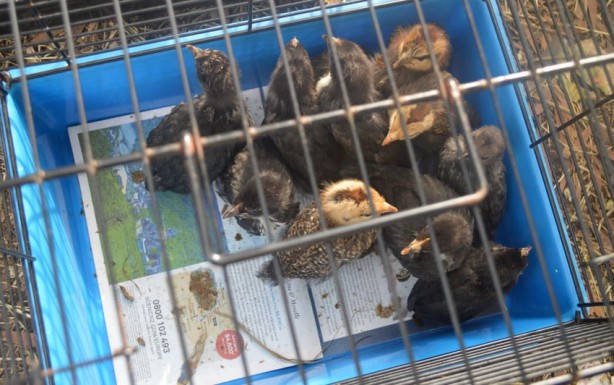 Foto - Olacak iş değil! Görünce beyinlerinden vurulmuşa döndüler! Sen manyak mısın be kadın