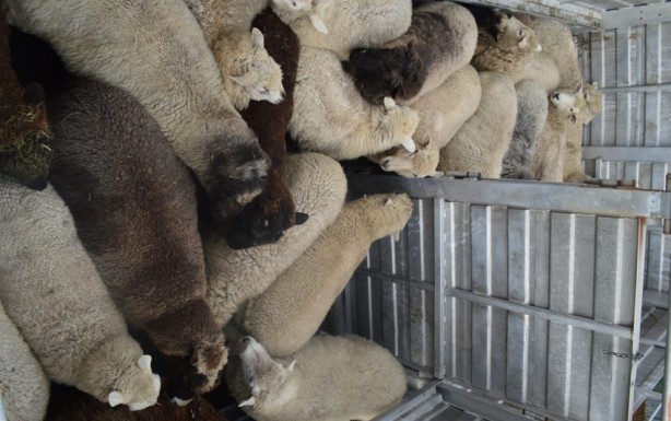 Foto - Olacak iş değil! Görünce beyinlerinden vurulmuşa döndüler! Sen manyak mısın be kadın