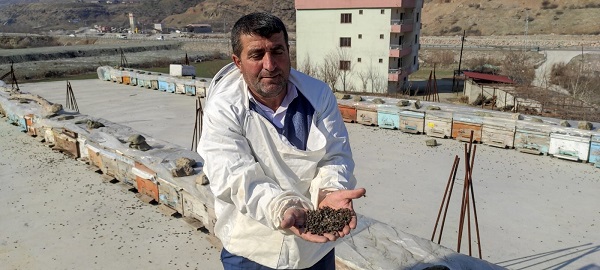 Foto - Olanlar oldu! Kış uykusuna yatmayan arıların feci sonu