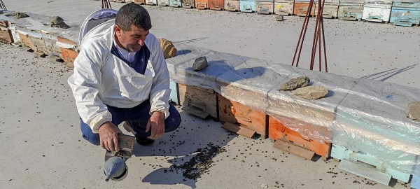 Foto - Olanlar oldu! Kış uykusuna yatmayan arıların feci sonu