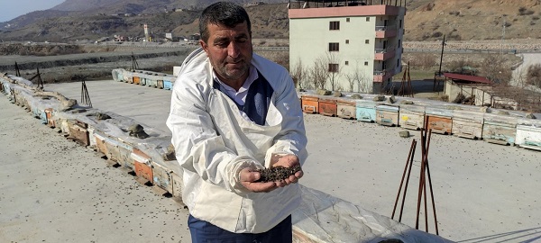 Foto - Olanlar oldu! Kış uykusuna yatmayan arıların feci sonu