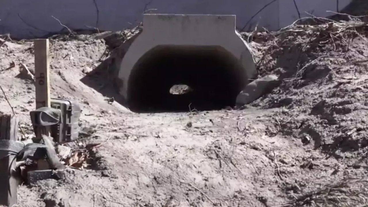 Olaya bak sen! Rahat rahat çiftleşsinler diye tünel inşa ettiler