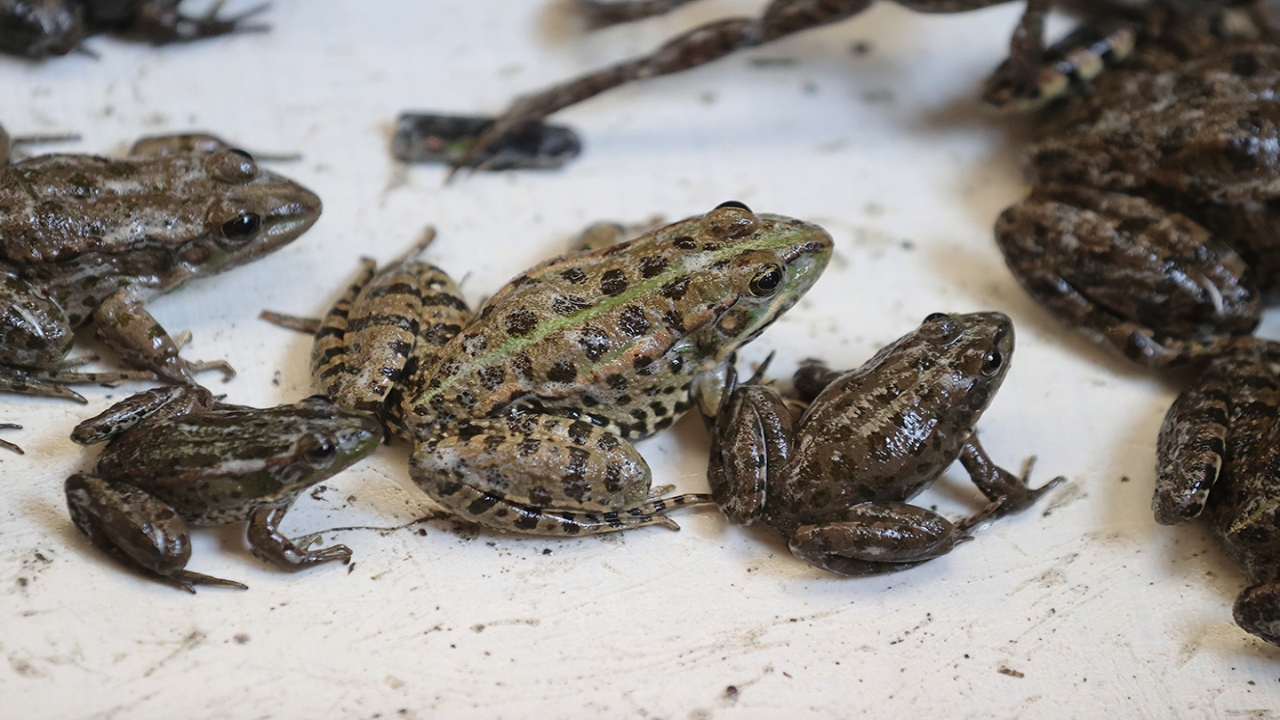 Foto - Olaya bak sen! Rahat rahat çiftleşsinler diye tünel inşa ettiler