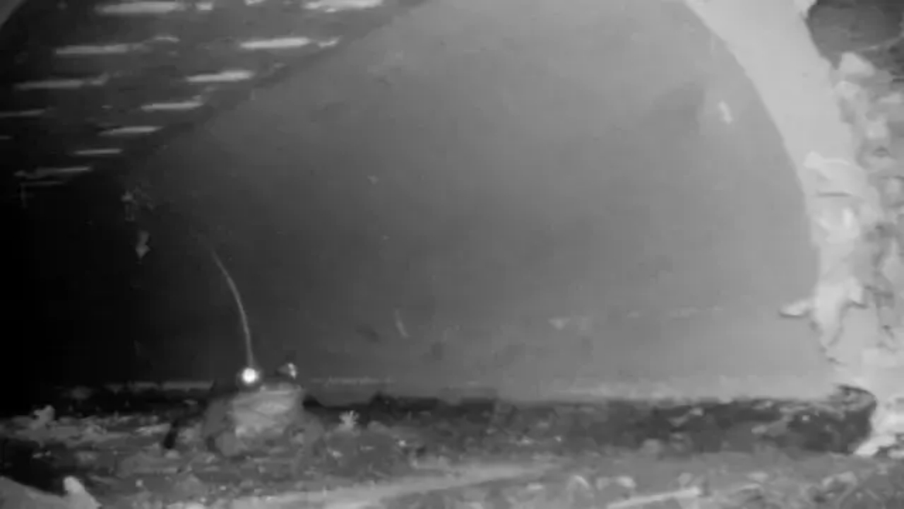 Foto - Olaya bak sen! Rahat rahat çiftleşsinler diye tünel inşa ettiler