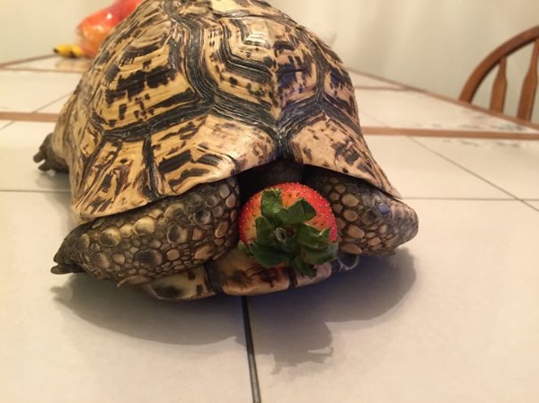 Foto - Oldukça korkunç gözüküyorlar ama...