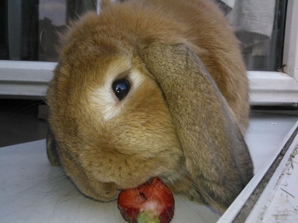 Foto - Oldukça korkunç gözüküyorlar ama...