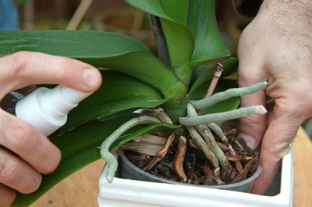 Foto - Ölen çiçeği diriltiyor! Mucize gibi bir şey! Ezip saksıya atın, çiçeğiniz coştukça coşsun