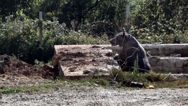 Foto - Ölen tavukların atıldığı kireç dolu kuyuya giren ayı mahsur kaldı!