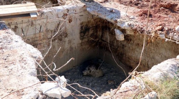Ölen tavukların atıldığı kireç dolu kuyuya giren ayı mahsur kaldı!