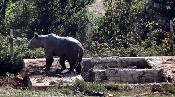 Foto - Ölen tavukların atıldığı kireç dolu kuyuya giren ayı mahsur kaldı!