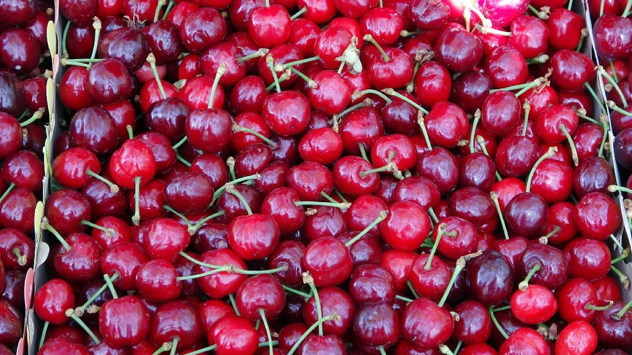 Olgunlaşan kirazlar toplanıyor: En çok tüketilen meyve, C vitamini deposu