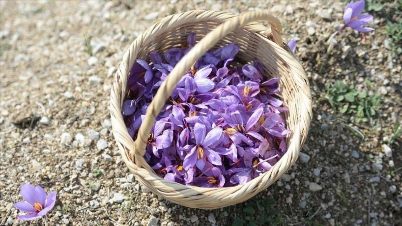 Foto - Olmayacak şey oldu! Kilosu 600 bin TL’ye füze gibi fırlayınca jandarma tarlada nöbet tutmaya başladı