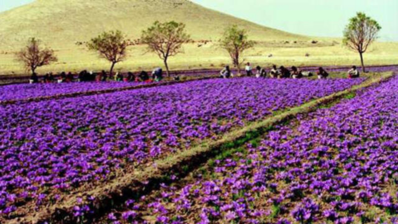 Foto - Olmayacak şey oldu! Kilosu 600 bin TL’ye füze gibi fırlayınca jandarma tarlada nöbet tutmaya başladı