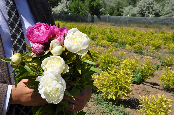 Foto - ‘Olmaz’ denilen şey gerçeğe dönüyor! Hollanda’ya rakip Türk şehri