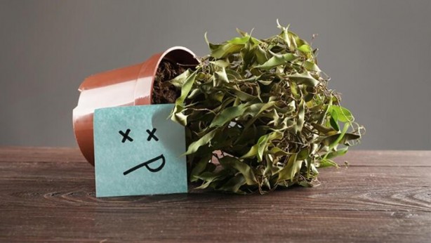 Ölmek üzere olan bir bitkiyi canlandırmanın yolları